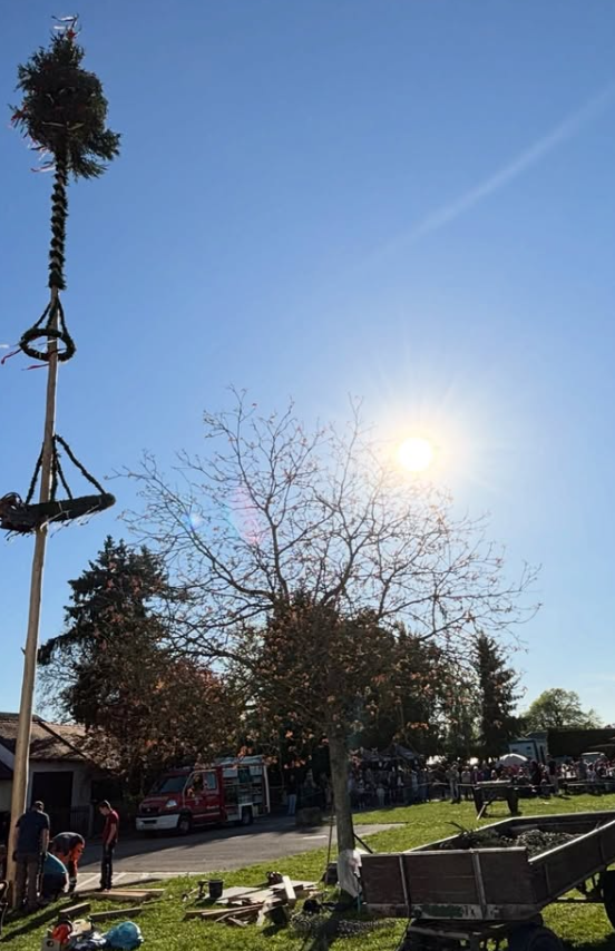 Maibaumaufstellen in Nornheim bei bestem Frühlingswetter ☀️🍻 Da steht er – unser Maibaum 2026! Ein großes Dankeschön an alle Helfer und Bes
